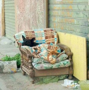 Cane randagio a Palermo