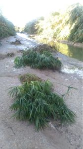 Fiume Oreto - papiri