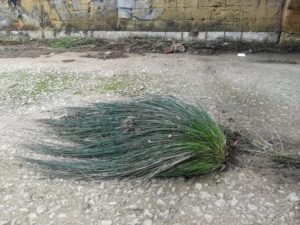 Fiume Oreto - Juncus